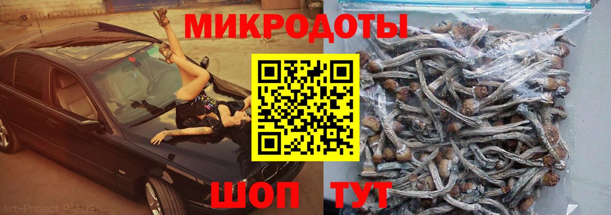 Псилоцибиновые грибы Cubensis Добрянка